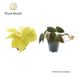 Philodendron scandens 'Micans' mix