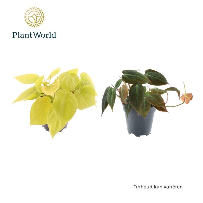<h4>Philodendron scandens 'Micans' mix</h4>
