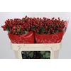 Hypericum True Romance