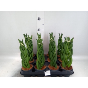 Sansevieria cyl.  ...