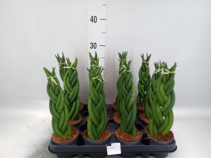 <h4>Sansevieria cyl.  ...</h4>