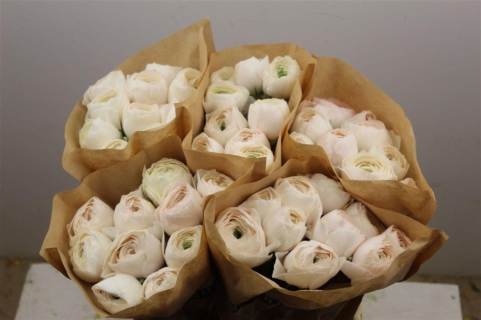 <h4>Ran Cloni Ex Hanoi</h4>