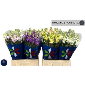 MATTH IMPALA GEM FST