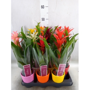 Guzmania   ...mix