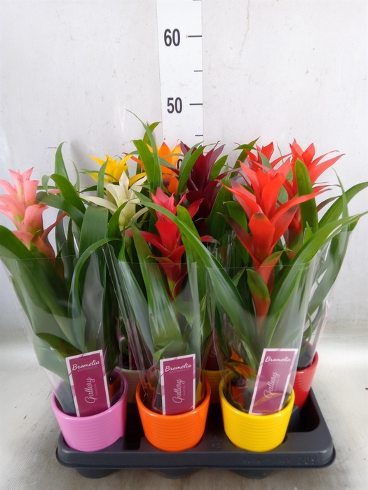<h4>Guzmania   ...mix</h4>