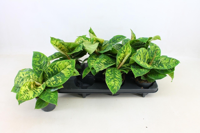 <h4>HOMAL CAMOUFLAGE</h4>