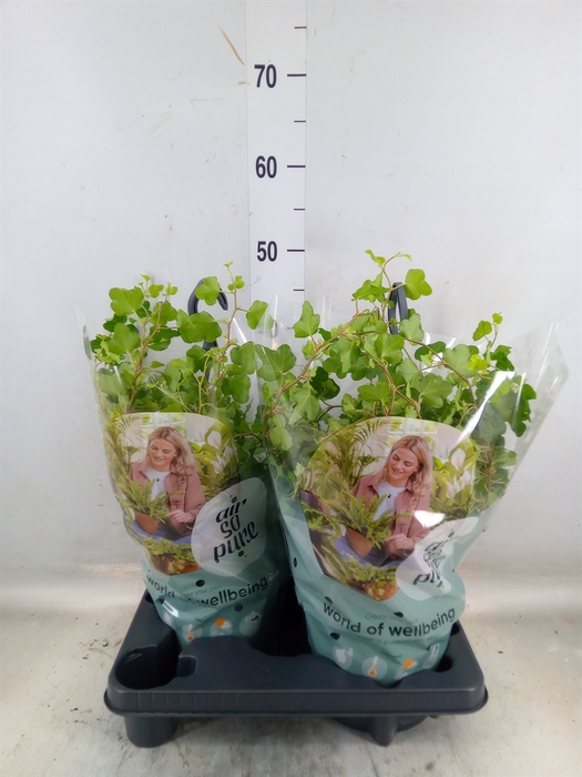 <h4>Hedera helix 'Wonder'</h4>