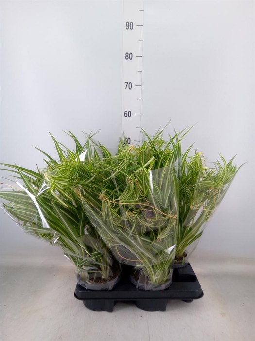 <h4>Chlorophytum com. 'Variegatum'</h4>