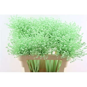 Allium Kbh Lime Cream P St