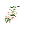 Sandersonia Pink