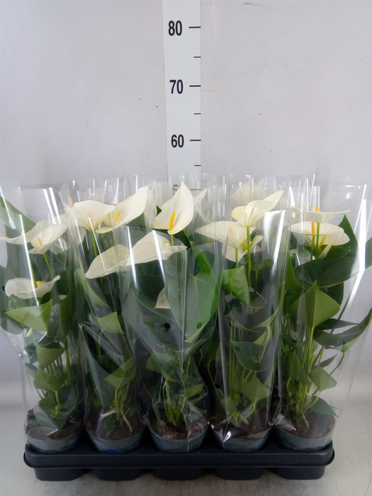 <h4>Anthurium  'Karma White'</h4>