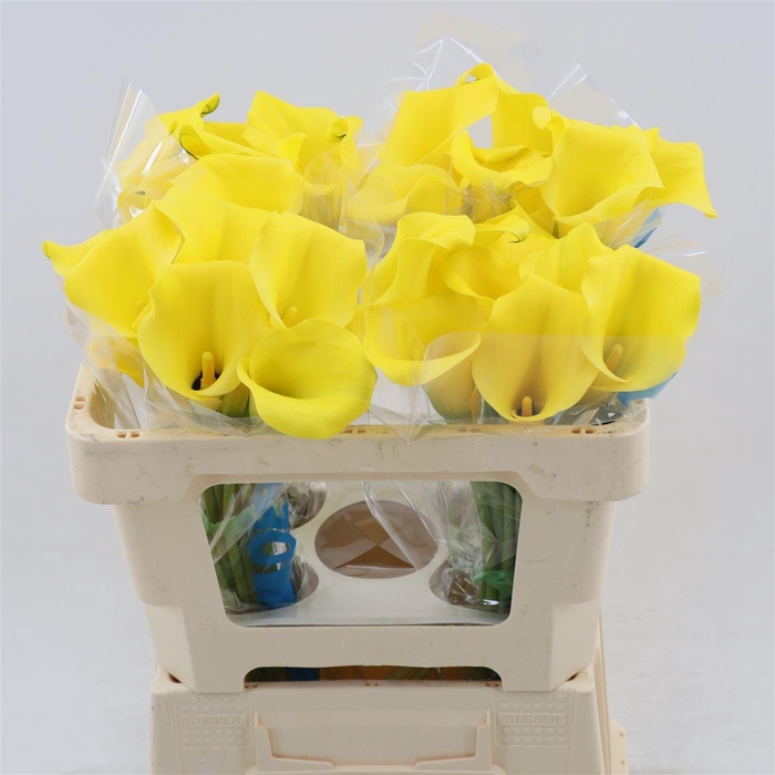 <h4>Calla Tusker</h4>