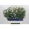 Aster Cassy