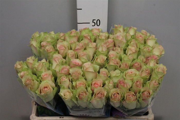 <h4>R Gr La Belle</h4>