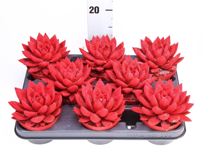 <h4>Echeveria  'Miranda'</h4>