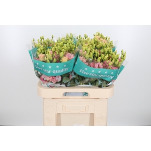 Eus G Alissa Champag