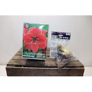 arr8 Bulb Hippeastrum Magical Touch X1 30/32