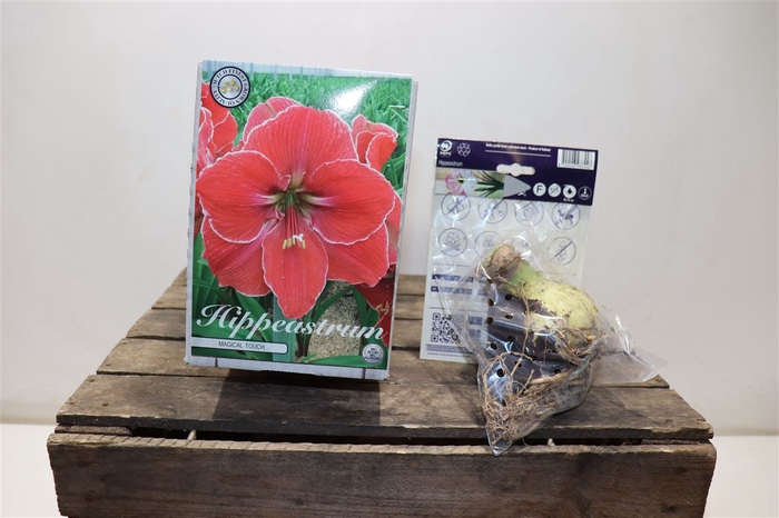 <h4>Bulb Hippeastrum Magical Touch X1 30/32</h4>