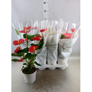 Anthurium andr.   ...mix  3