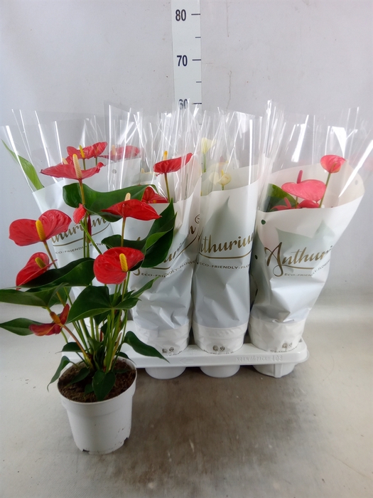 <h4>Anthurium andr.   ...mix  3</h4>