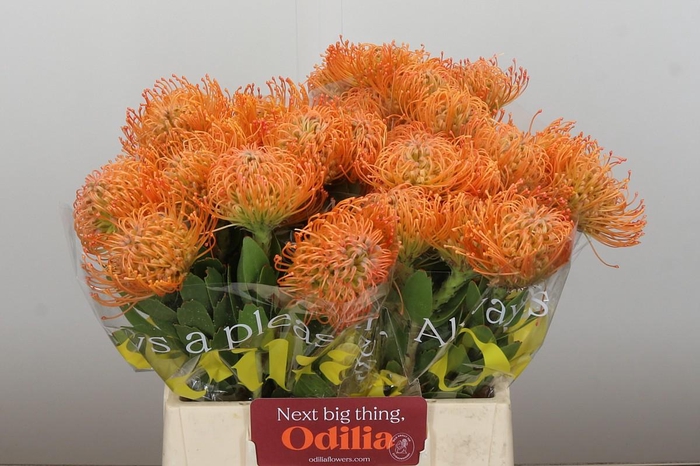 <h4>Nutans Queen Julia</h4>