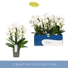 Phalaenopsis wit meer takken