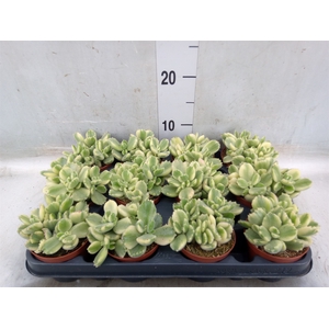 Cotyledon tome. ladys.