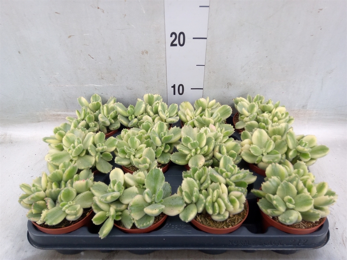<h4>Cotyledon tome. ladys.</h4>