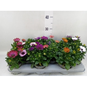 Osteospermum   ...mix