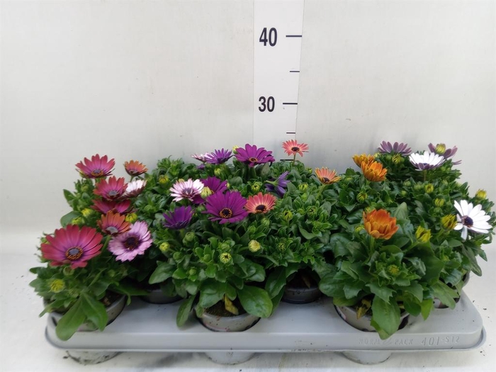 <h4>Osteospermum ...mix</h4>