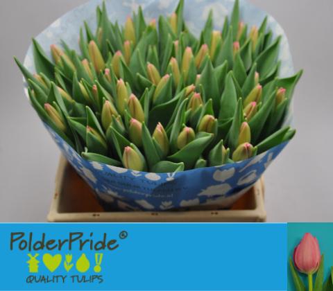 <h4>TU EN SISSI</h4>