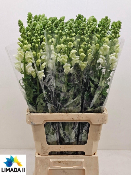 <h4>ANTIR POTO WHITE</h4>