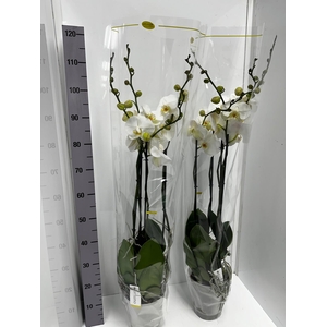 Phalaenopsis Fortuno Alto 17Ø 110cm 4st 24fl