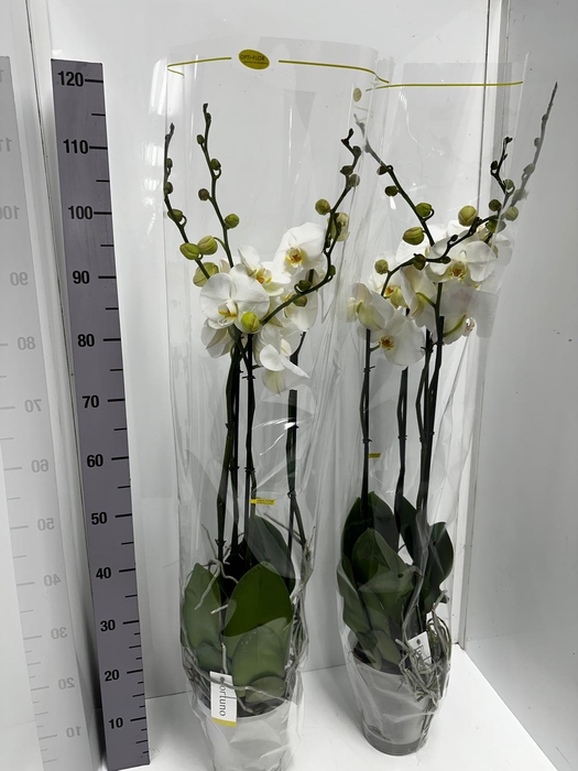 Phalaenopsis Fortuno Alto 17Ø 110cm 4st 24fl