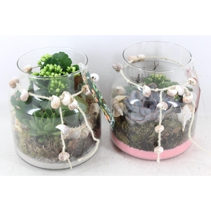 arr2 MB - Glas Jayan schelp decoratie