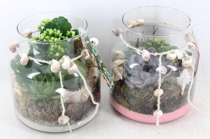 <h4>arr2 MB - Glas Jayan schelp decoratie</h4>