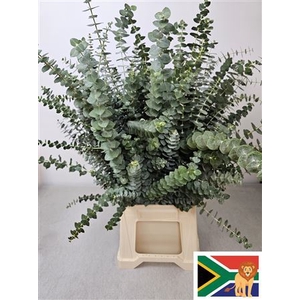 EUCALYPTUS  'BABY BLUE'