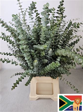 <h4>EUCALYPTUS  'BABY BLUE'</h4>