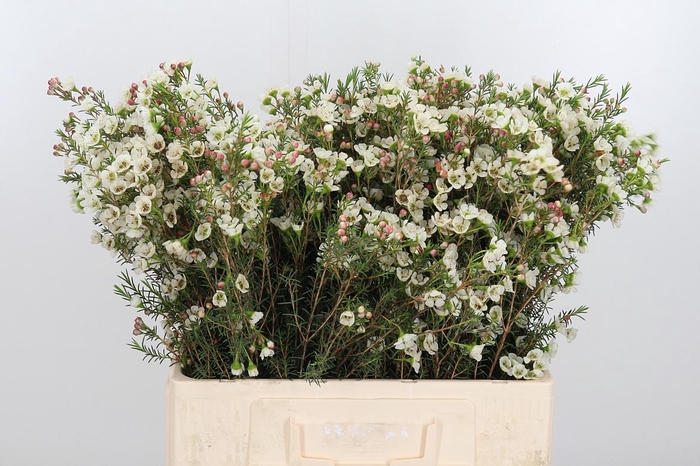 <h4>Chame Me Sirius</h4>