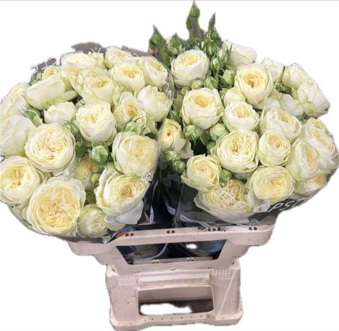 <h4>Rosa spray ayala!</h4>