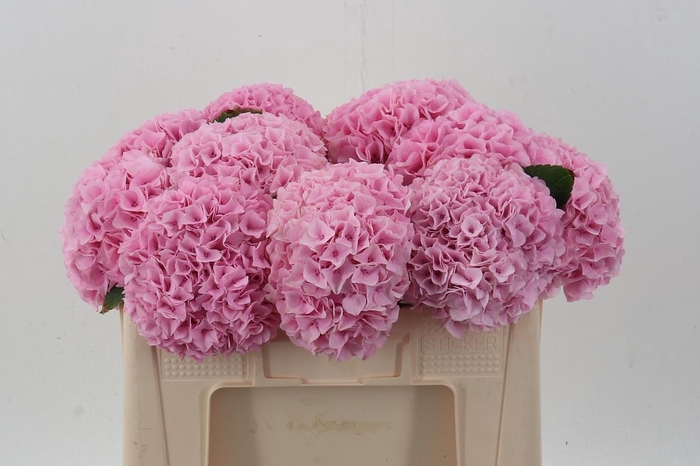 <h4>Hydr M Mag Pi Floyd</h4>