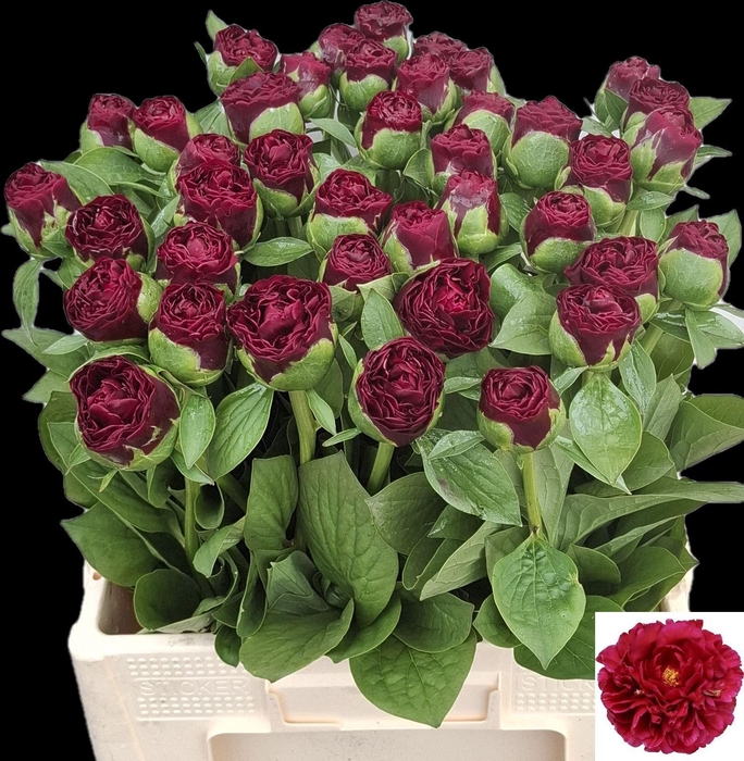 <h4>PAEO OLD FAITHFUL</h4>