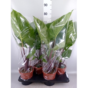 Alocasia   ...