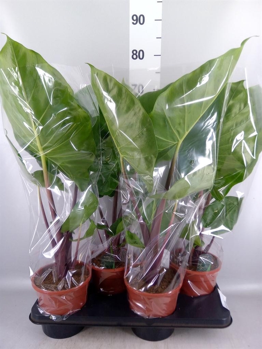 <h4>Alocasia   ...</h4>