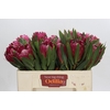 Protea Brenda