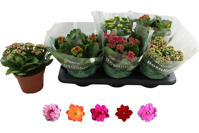 <h4>KAL GE RO GEM 5 KL</h4>