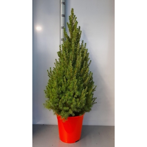 PICEA GL CONICA