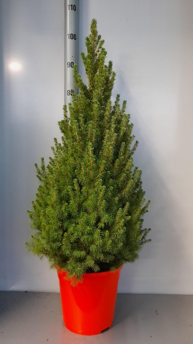 <h4>PICEA GL CONICA</h4>