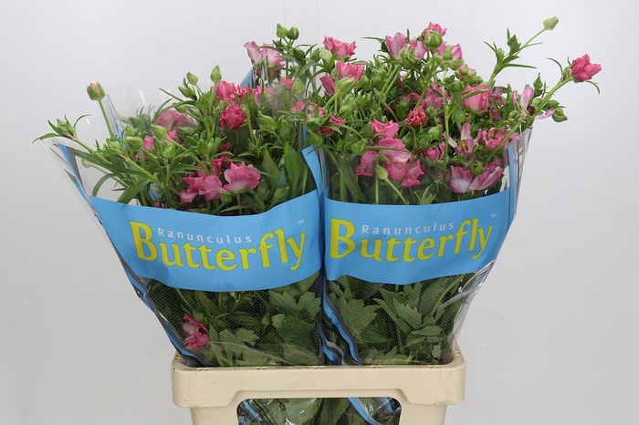 <h4>Ranunculus Butterfly Isis</h4>