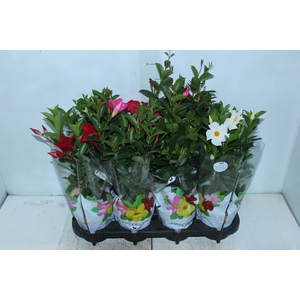 DIPLADENIA P15